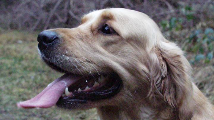 The Best Baron Kennel